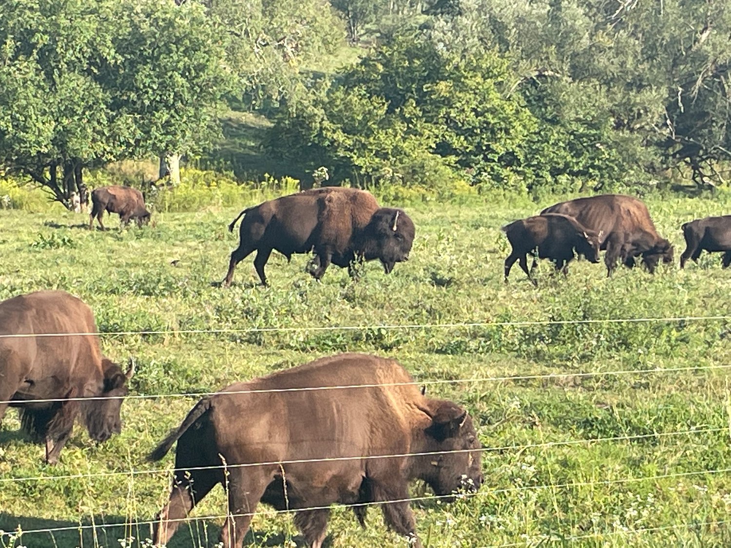 Buffalo are seen grazing on East Brook Road in Walton Aug. 25. “Always amazing to see,” said Joan Stone, who captured the photo.